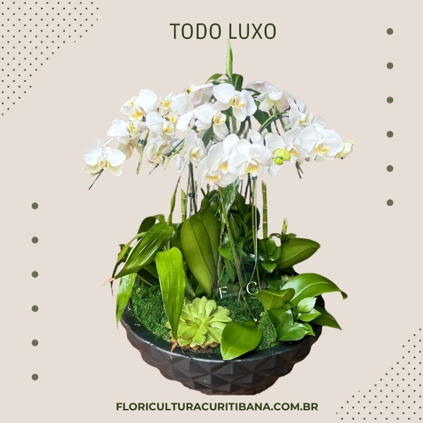 Todo Luxo